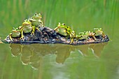 Edible frogs on a log