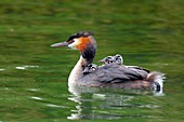 Great crested grebe carrying its chicks