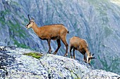 Chamois