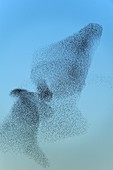 European starling flock