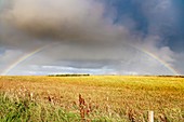 Rainbow across a field