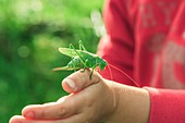 Female Great Green Bush Cricket