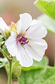 Marshmallow (Althaea officinalis) flower