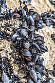 Mussels growing on rocks