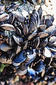 Mussels growing on rocks