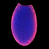 Arabidopsis thaliana embryo,micrograph