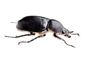 Siamese rhinoceros beetle