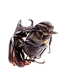 Siamese rhinoceros beetles mating