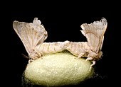 Silkmoths mating on a cocoon