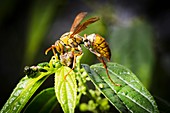 Taiwan hornet feeding on a caterpillar