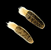 Greater burdock seeds,light micrograph