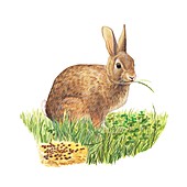 Rabbit,artwork
