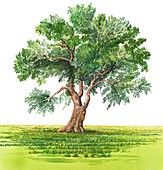 Tree,artwork