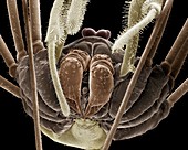 Harvestman spider,SEM