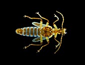 Rove beetle,light micrograph