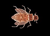 Water beetle,light micrograph
