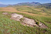 Southern Drakensberg grasslands