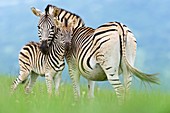 Plains zebra and foal