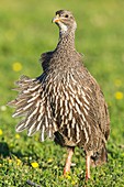 Cape spurfowl