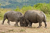 White rhinos fighting