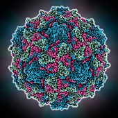 Poliovirus type 1 capsid,molecular model