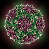 Foot-and-mouth disease virus capsid