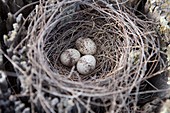 Rhipidura leucophrys eggs in nest