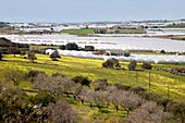 Sicily polytunnels