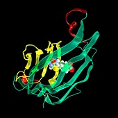 Streptavidin-biotin molecular complex