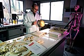 Cro-Magnon fossil skull measurements