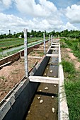 Organic fish farm,Vietnam