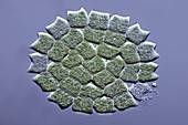 Pediastrum green algae,micrograph
