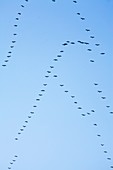 Flock of cranes in flight