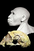 Homo georgicus model and skull