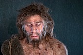 Neanderthal model