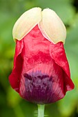 Flower bud of Papaver somniferum