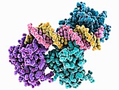 Tumour suppressor protein molecular model