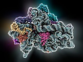 Bacterial ribosome,molecular model