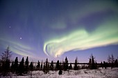 Aurora borealis over trees