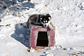 Husky sled dog puppy
