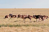 Group of ostriches