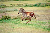 Plains zebra foal running