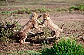 Cheetah cubs playfighting