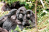 Female and young mountain gorilla