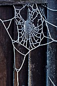 Hoar frost on spider's web