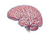 Brain blood vessels,artwork