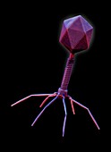 Bacteriophage virus