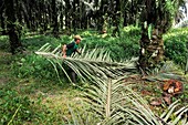 Oil palm plantation,Indonesia