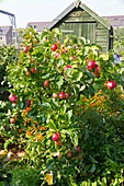 Organic apples in an allotment