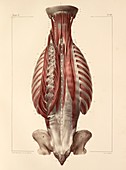 Deep back muscles,1831 artwork